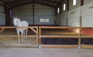 caballo en instalaciones